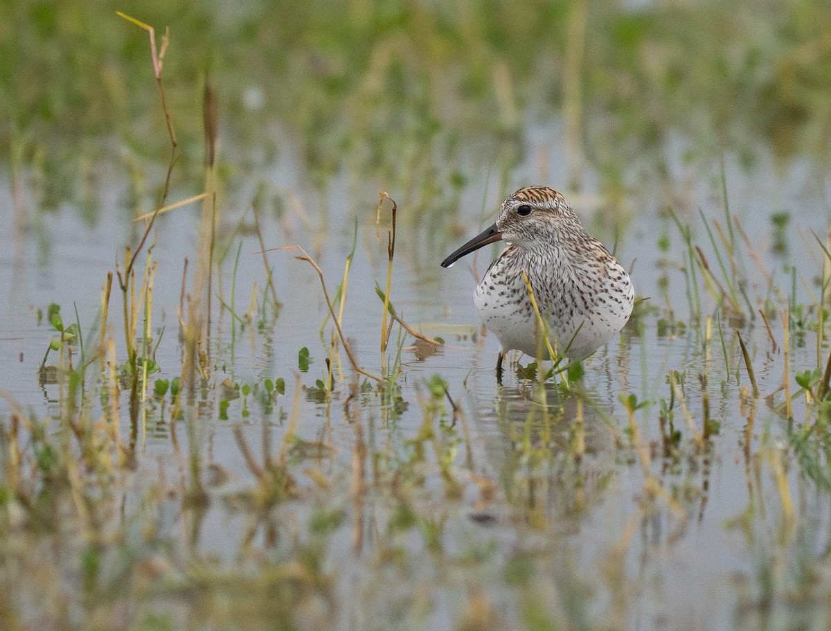 White-rumped Sandpiper - ML644244515