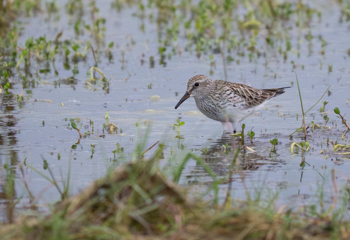 White-rumped Sandpiper - ML644244517