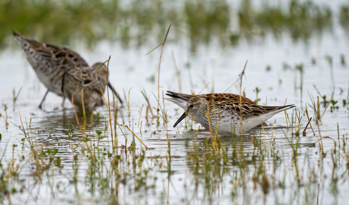 White-rumped Sandpiper - ML644244518