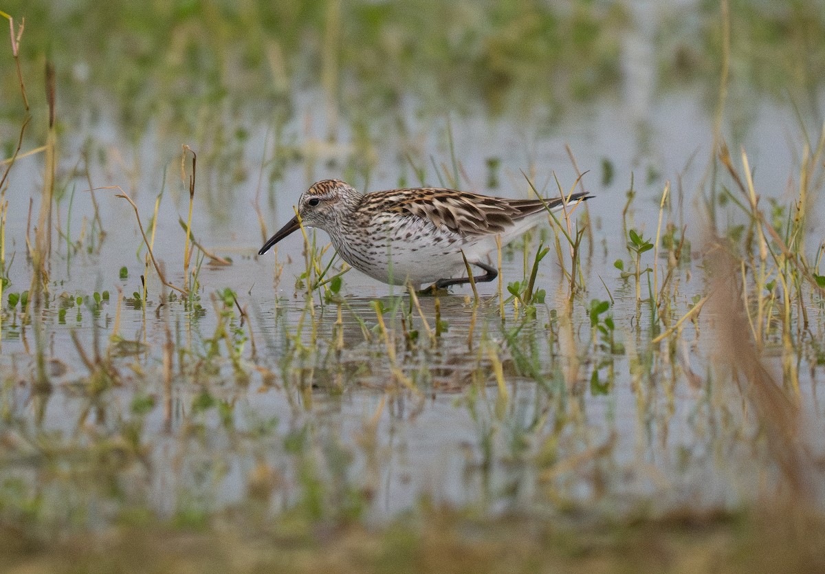 White-rumped Sandpiper - ML644244519