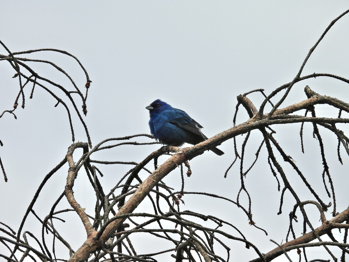 Indigo Bunting - ML644244526