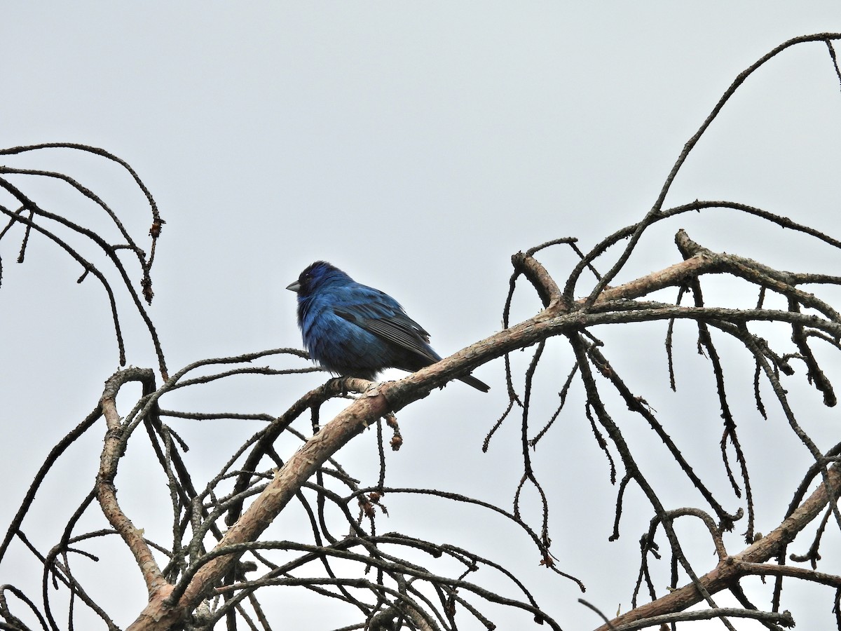 Indigo Bunting - ML644244527