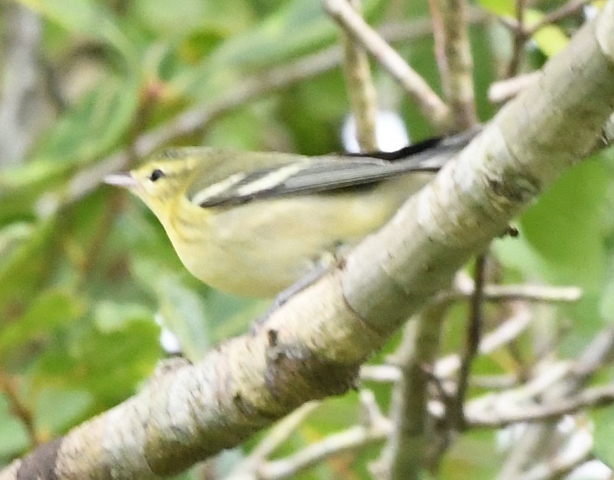 Cerulean Warbler - ML644244529