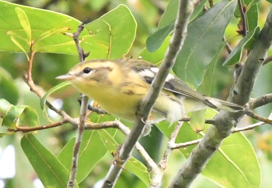 Blackburnian Warbler - ML644244534