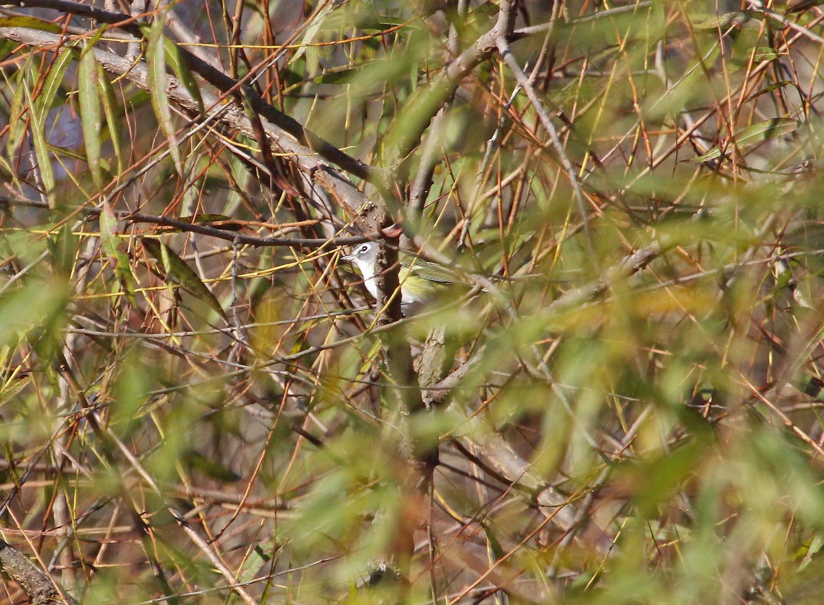 zelenáček brýlový - ML644244540