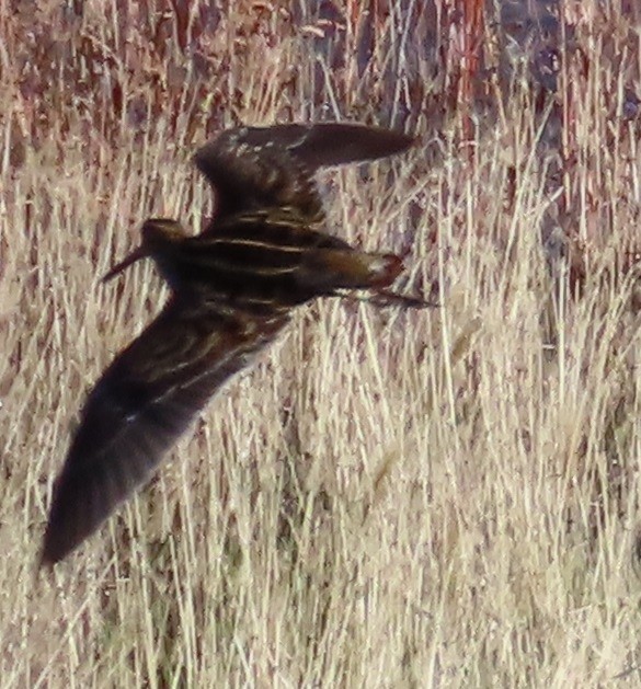 kanadabekkasin - ML644244541