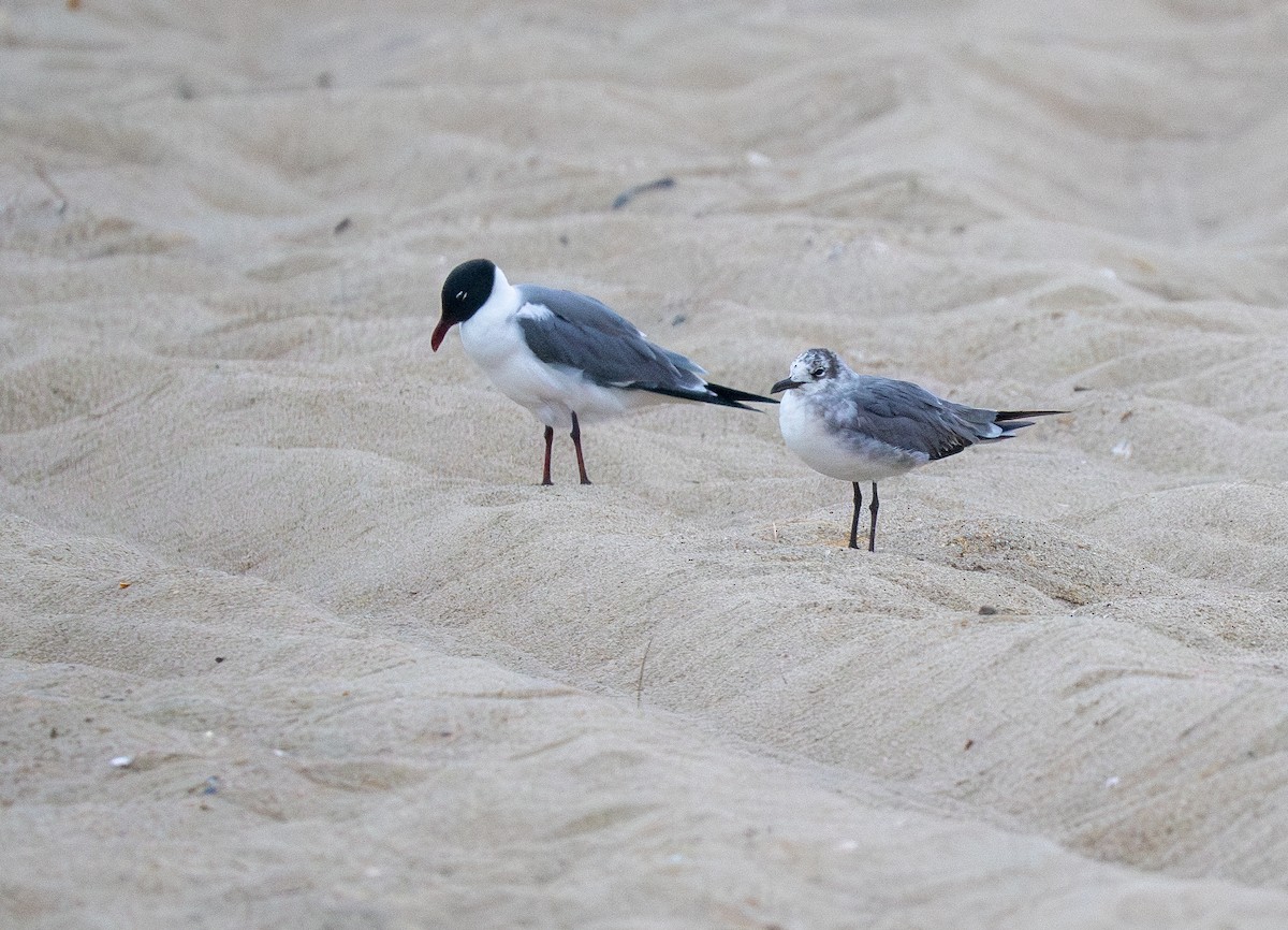 Bonaparte's Gull - ML644244547