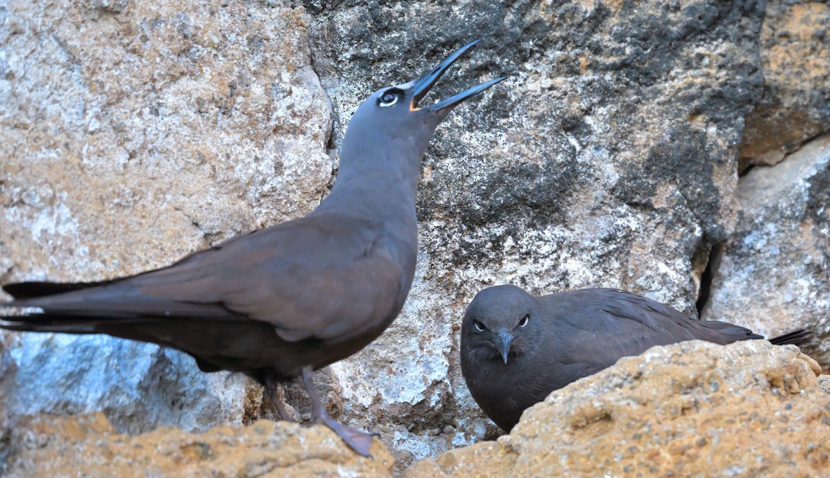 Brown Noddy - ML644244579
