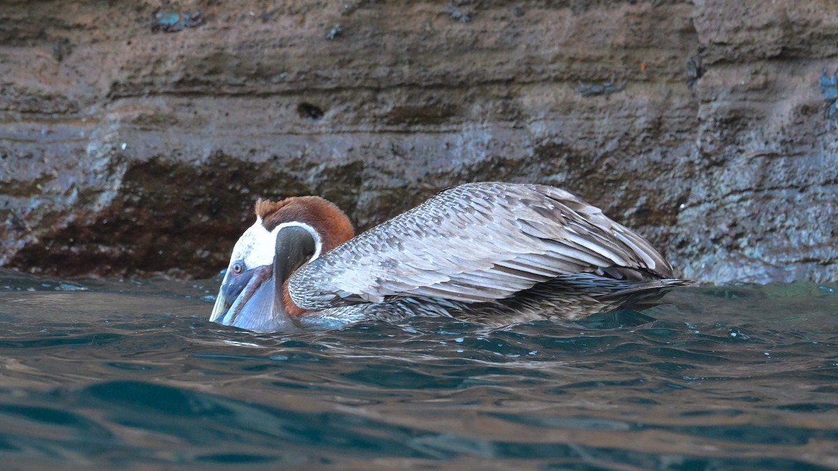 Brown Pelican (Galapagos) - ML644244617