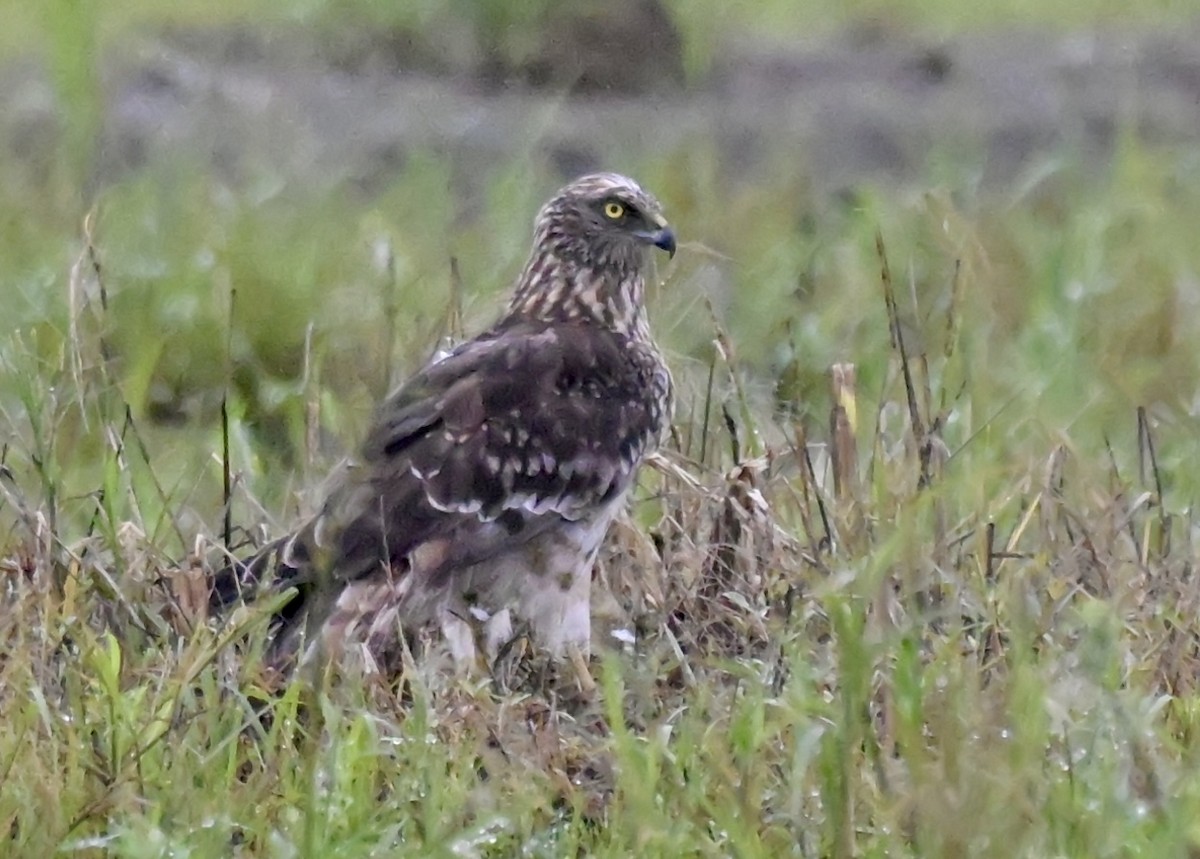 Eastern Marsh Harrier - ML644244624