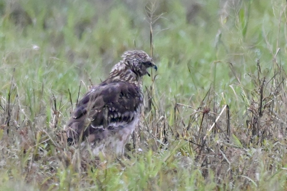 Eastern Marsh Harrier - ML644244625