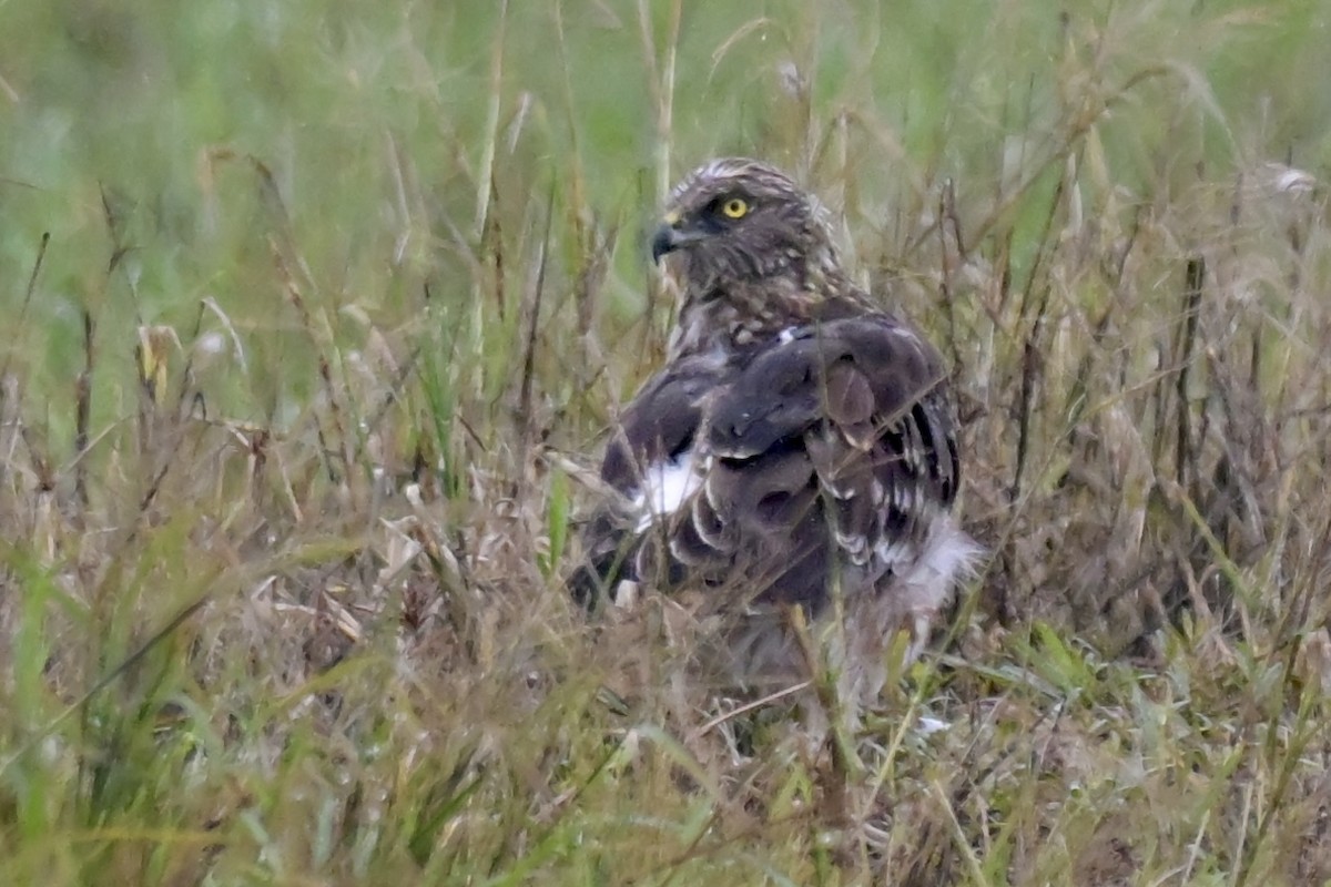 Eastern Marsh Harrier - ML644244626