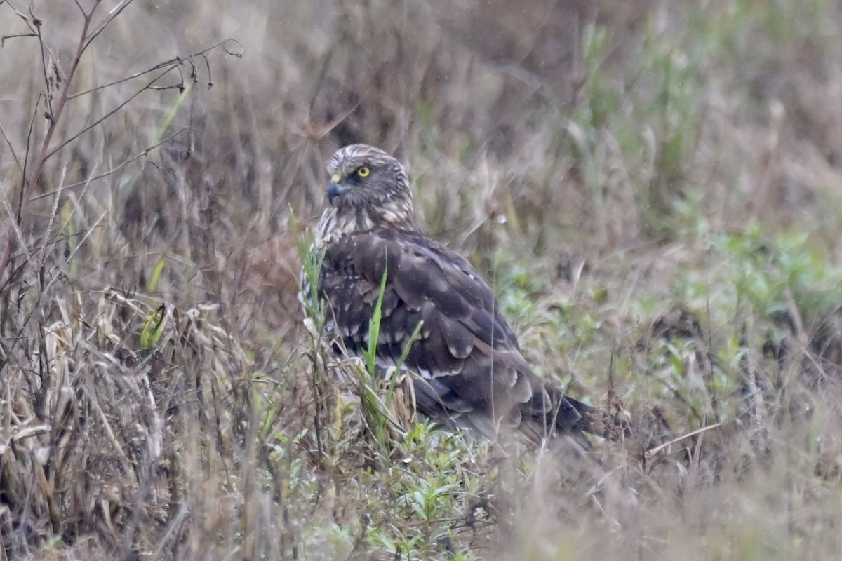 Eastern Marsh Harrier - ML644244627
