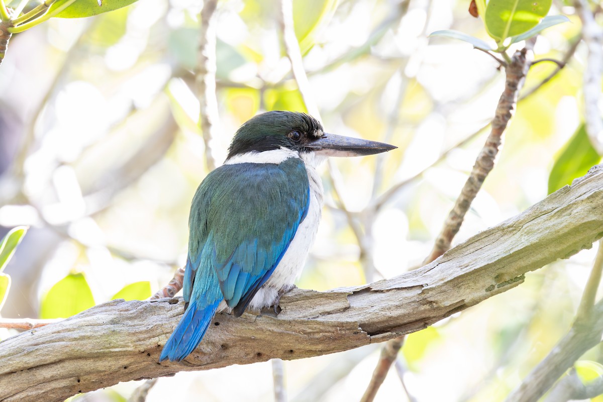 Torresian Kingfisher - ML644244645