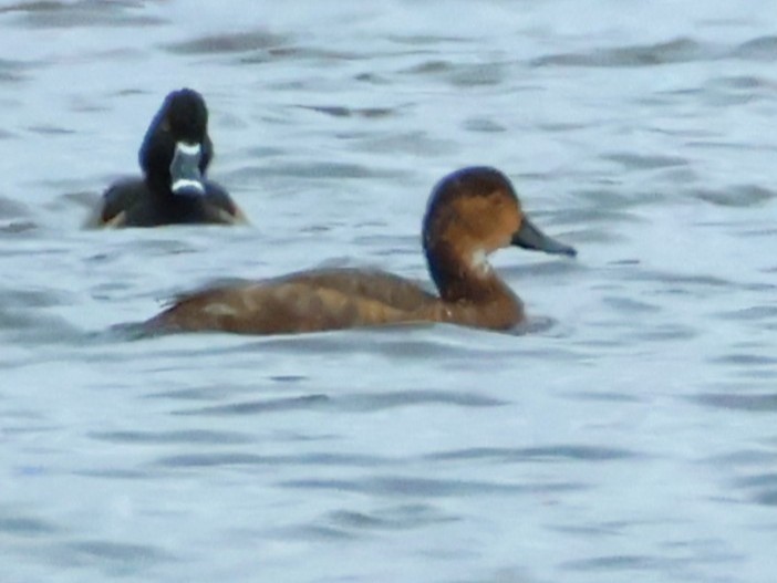Canvasback - ML644244649