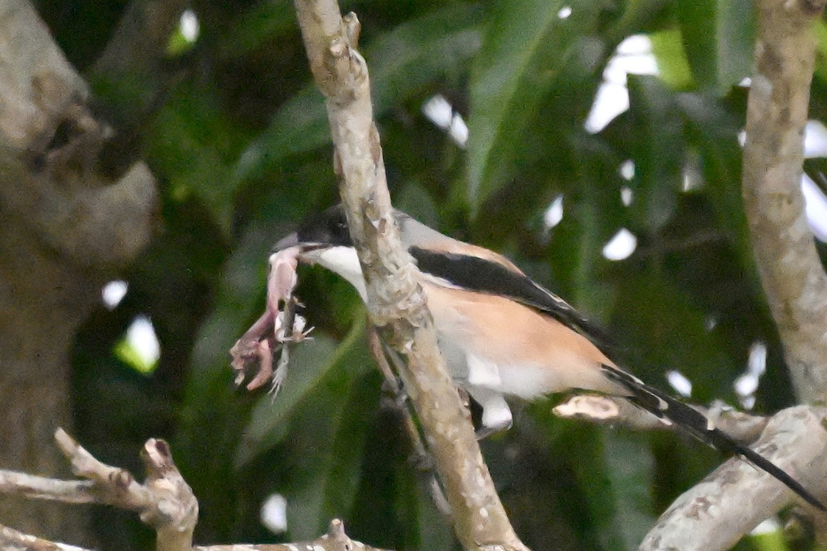 Alcaudón Schach - ML644244651