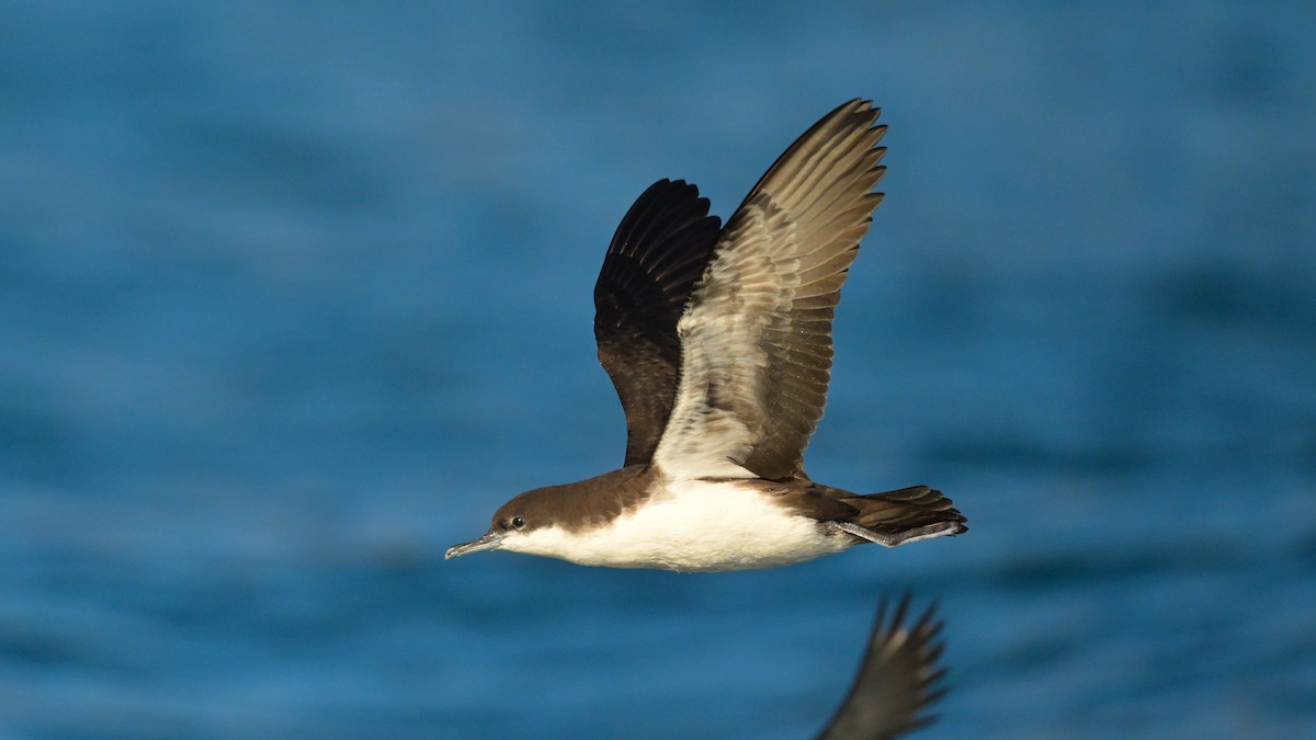Puffin des Galapagos - ML644244652