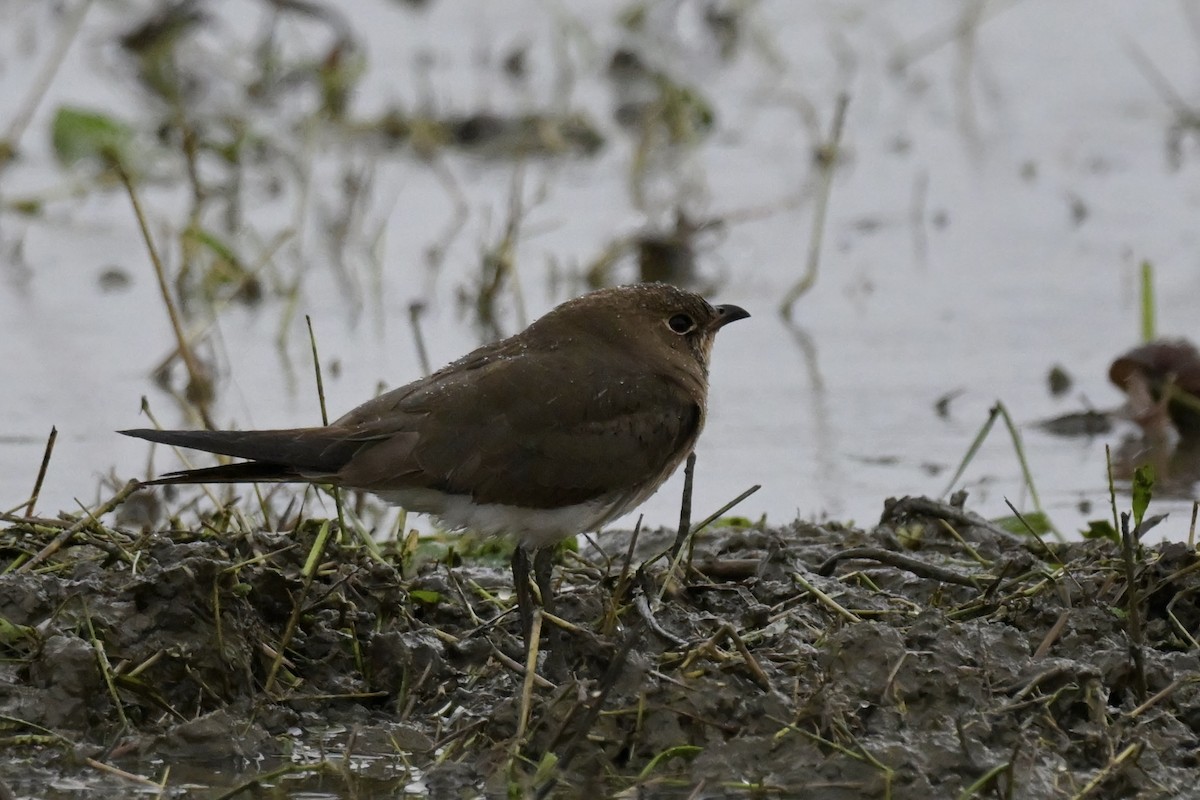 ツバメチドリ - ML644244679