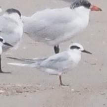 メリケンアジサシ - ML644244695