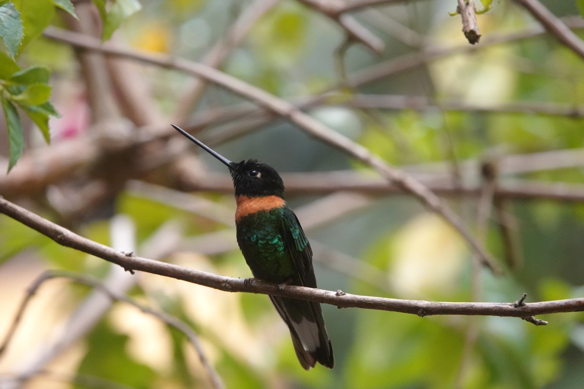 Gould's Inca - ML644244709