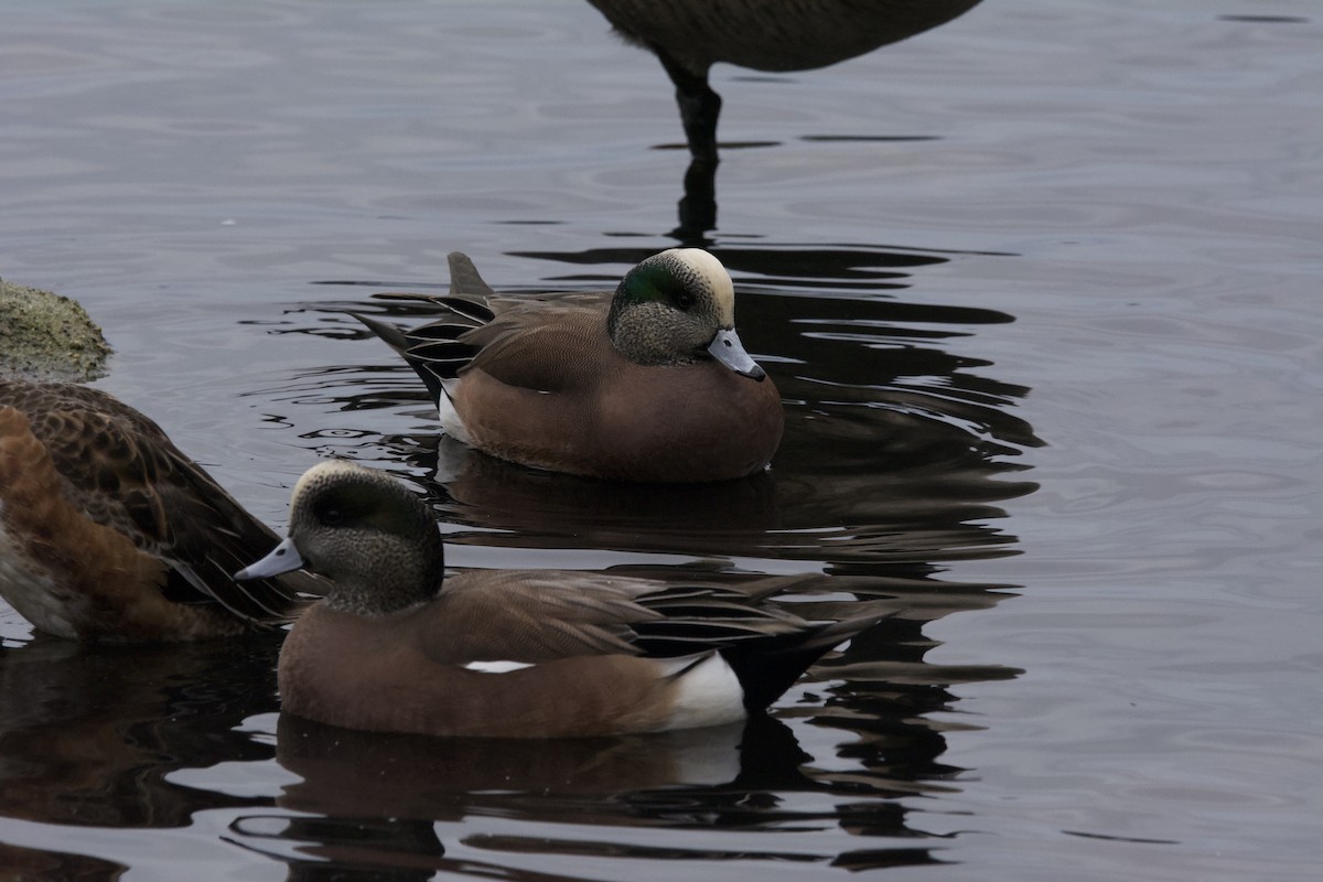 Amerika Fiyusu - ML644244714