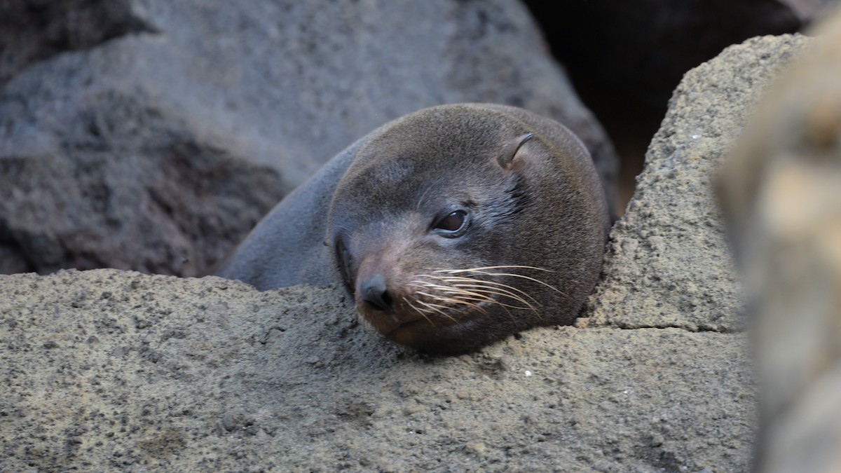 Animals - ML644244742