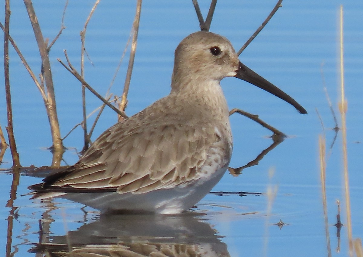 Dunlin - ML644244786
