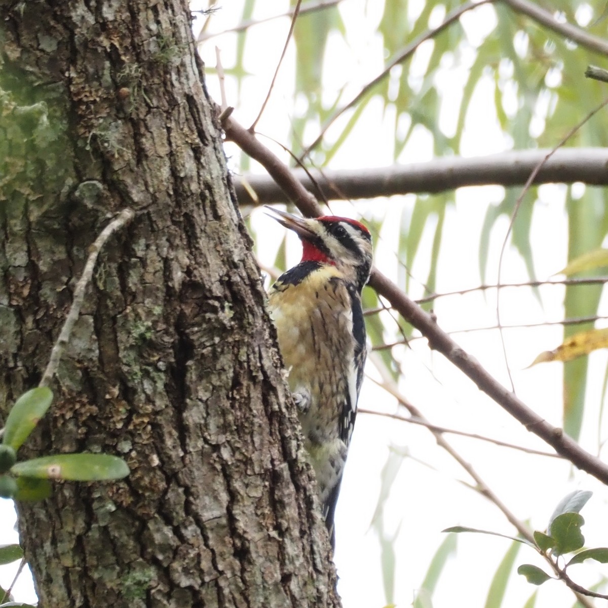 Yellow-bellied Sapsucker - ML644244804