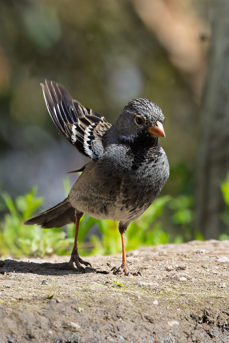 Mourning Sierra Finch - ML644244812