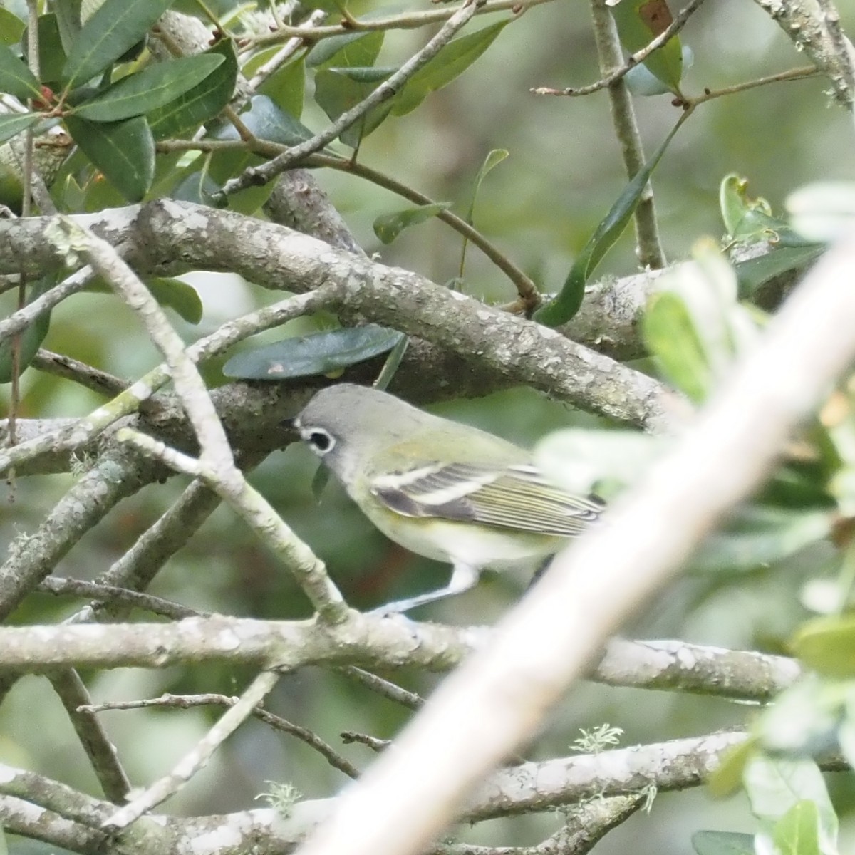 Bireo buru-urdina - ML644244822