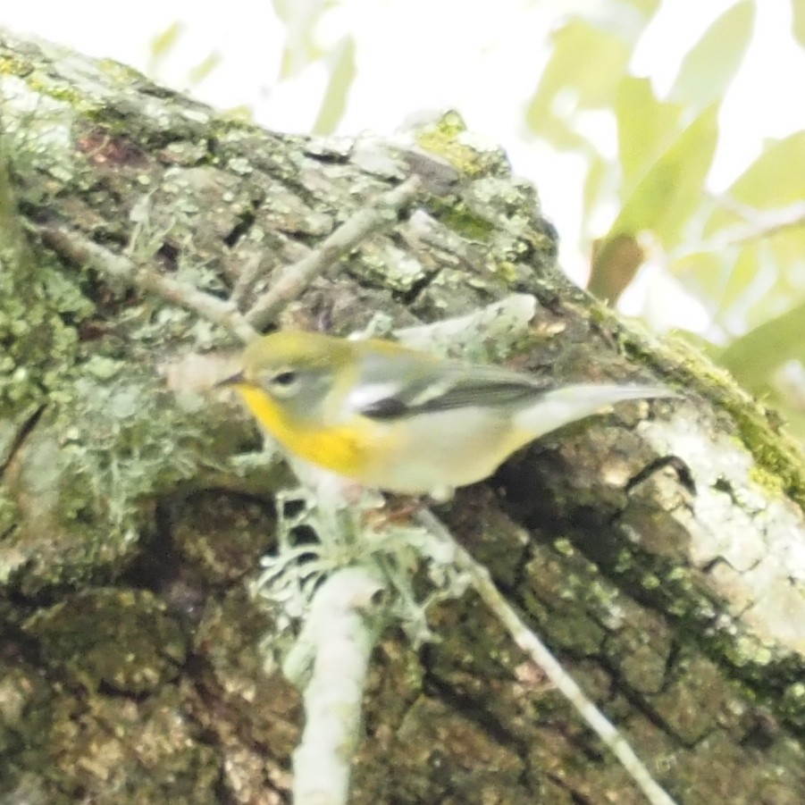 Northern Parula - ML644244830