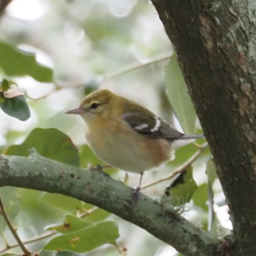 Bay-breasted Warbler - ML644244846