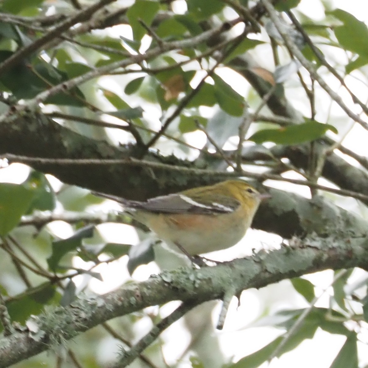 Bay-breasted Warbler - ML644244847