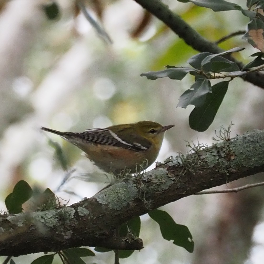 Bay-breasted Warbler - ML644244848