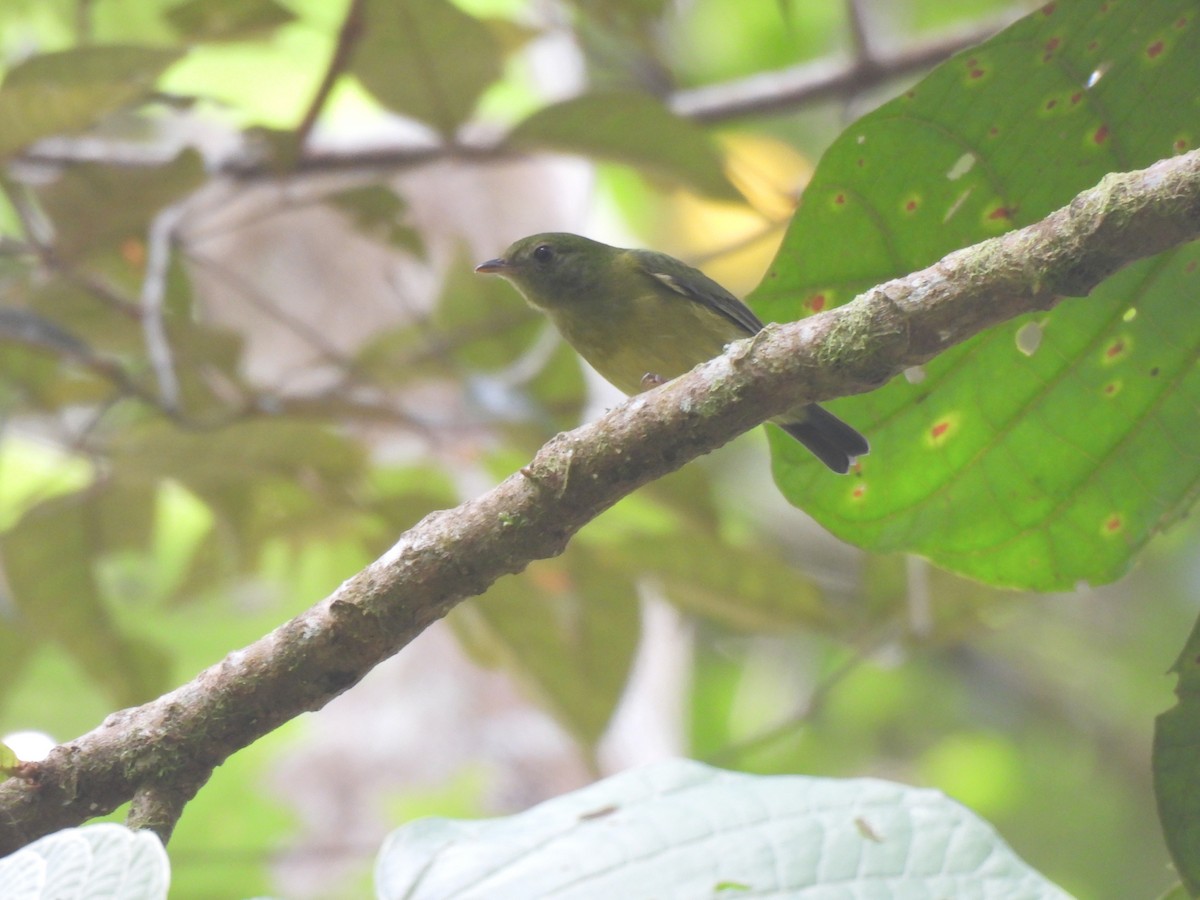 Green Manakin - ML644244856
