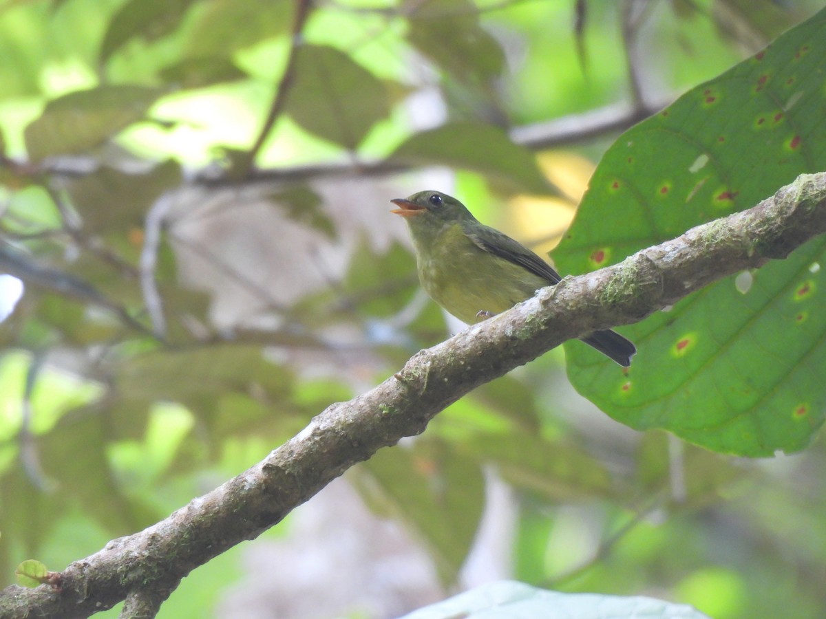 Green Manakin - ML644244857
