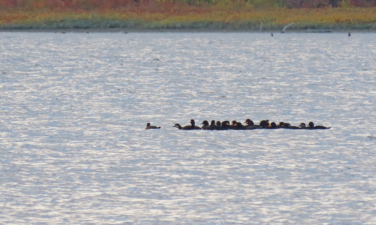 Black Scoter - ML644244861
