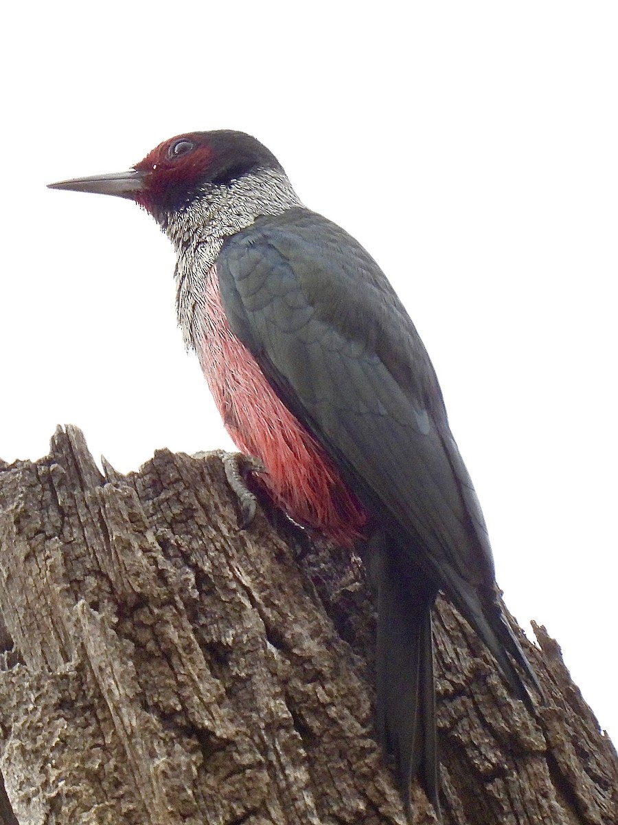 Lewis's Woodpecker - ML644244869