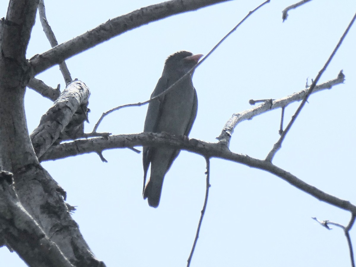 ブッポウソウ - ML644244870