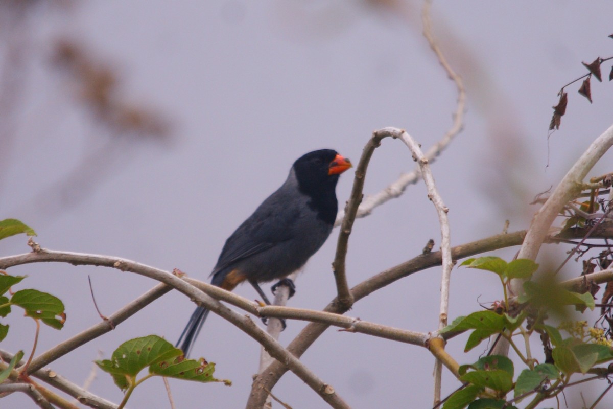 Black-cowled Saltator - ML644244878