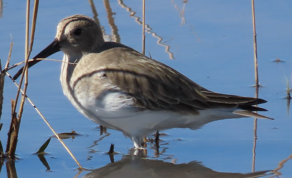 Dunlin - ML644244891