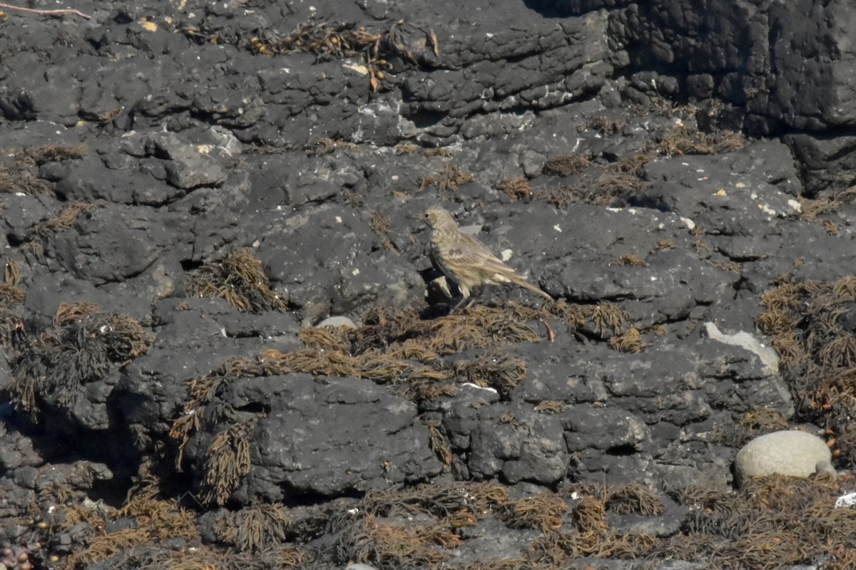 Rock Pipit - ML644244897