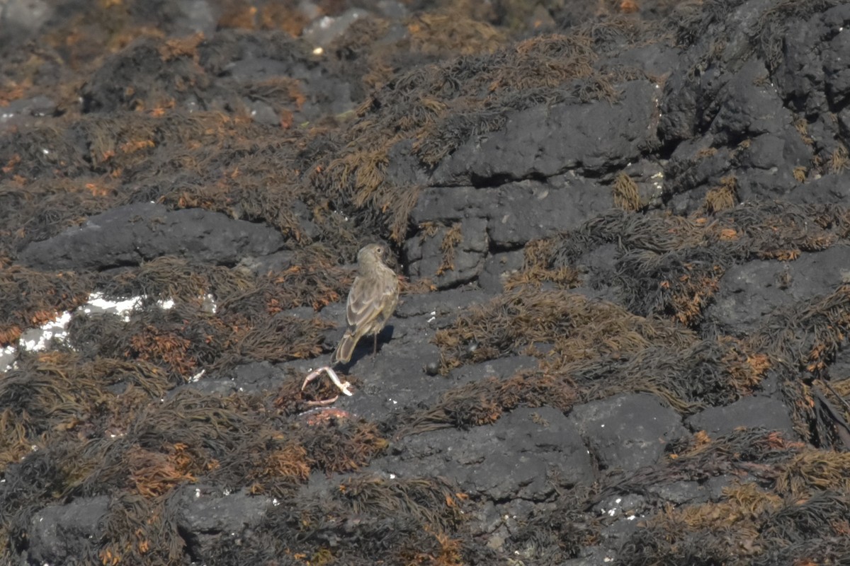Rock Pipit - ML644244898