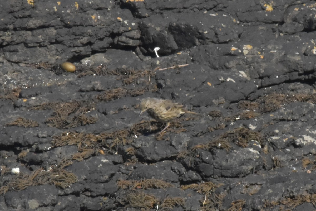 Rock Pipit - ML644244902