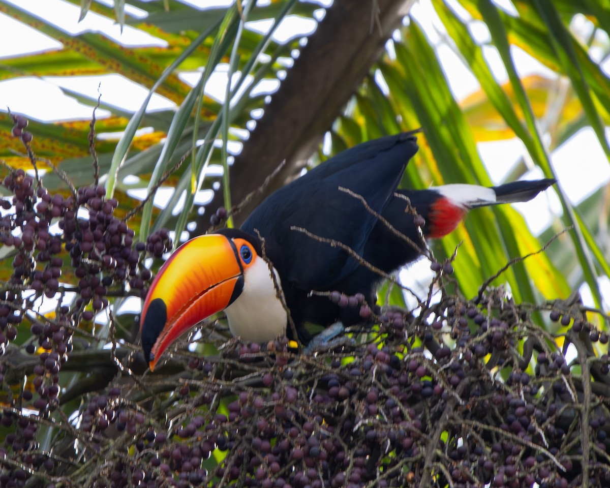 オニオオハシ - ML644244915