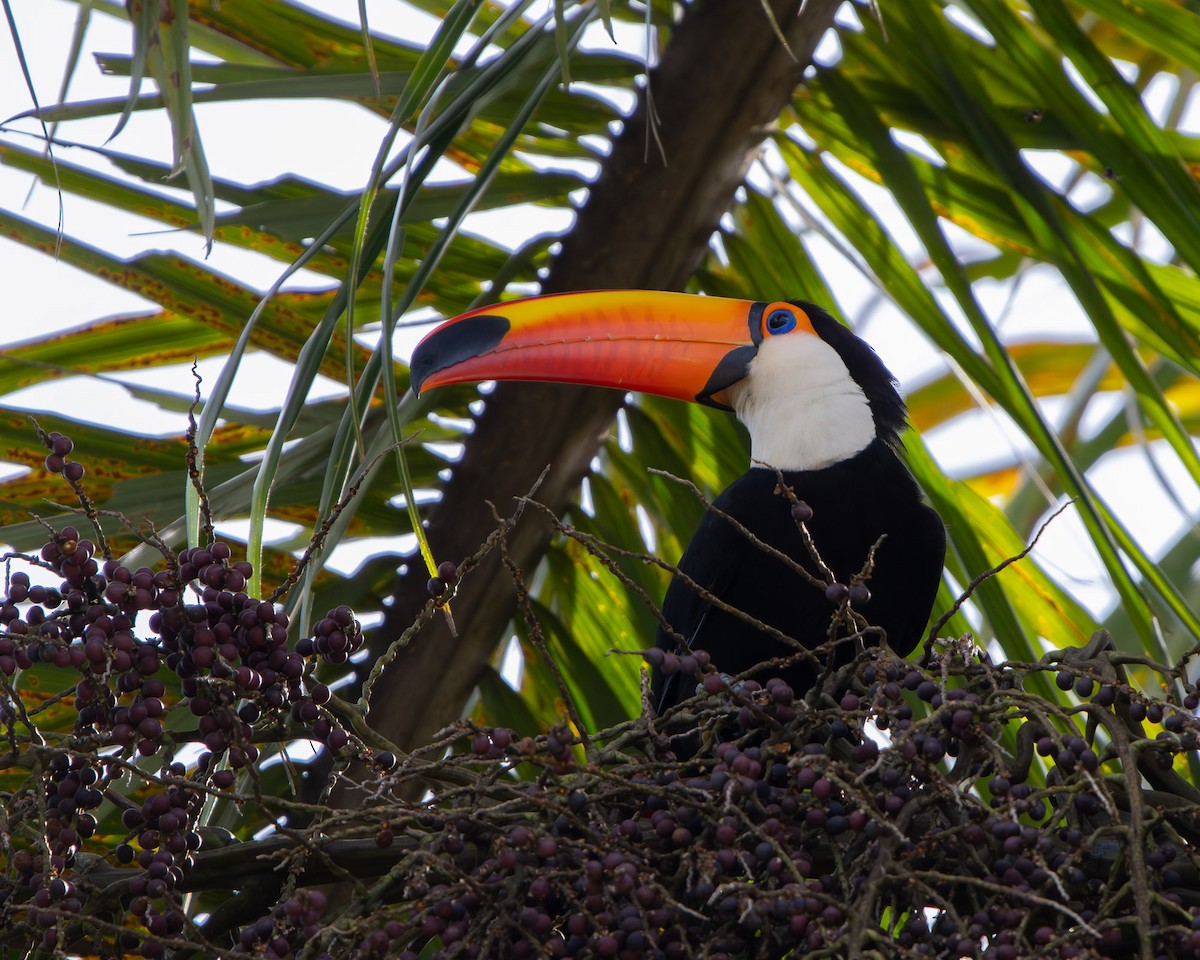 オニオオハシ - ML644244916