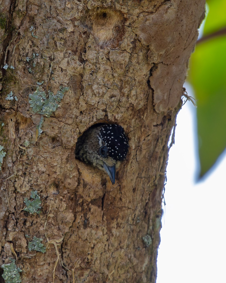 Zebrazwergspecht - ML644244929