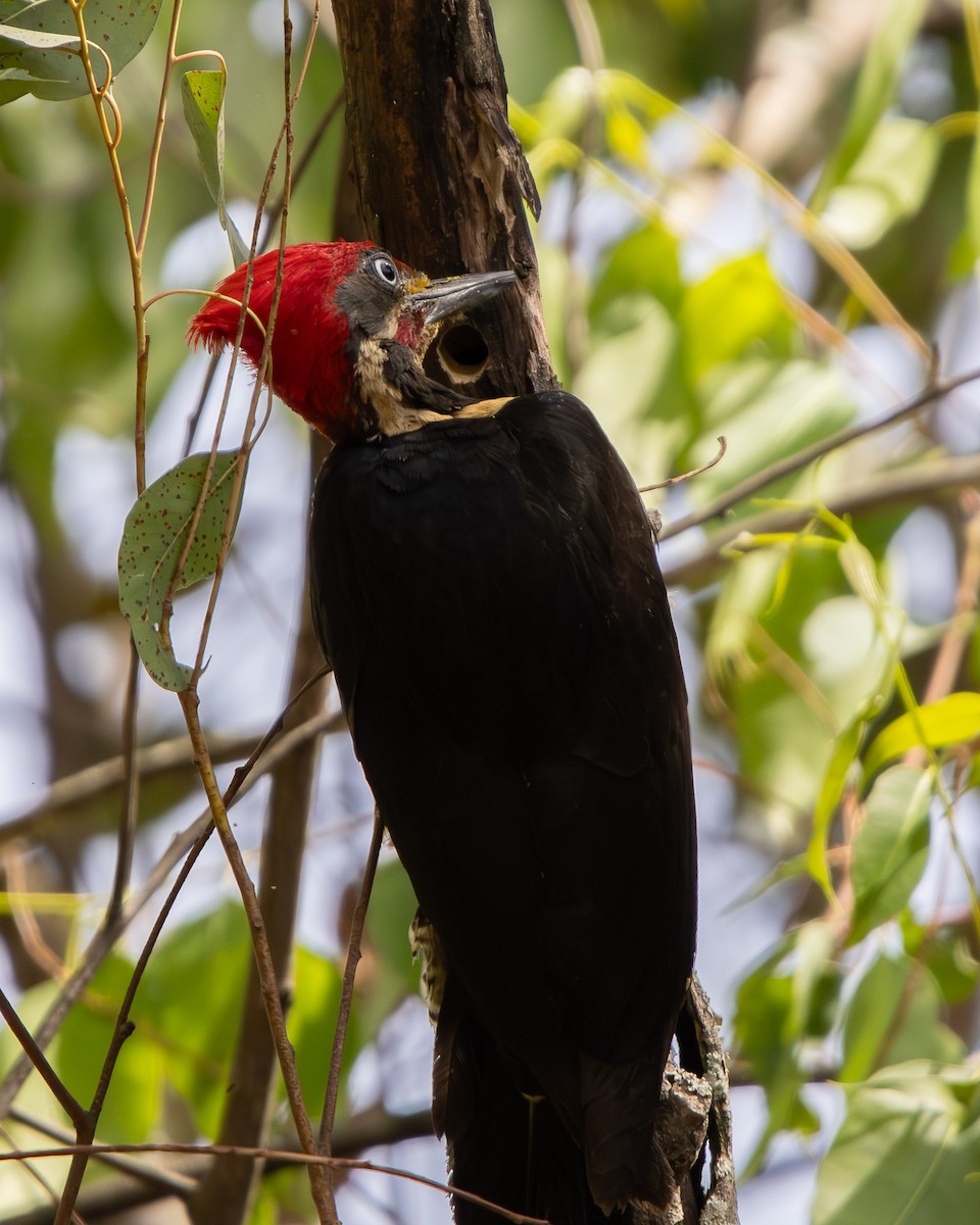 Lineated Woodpecker - ML644244936