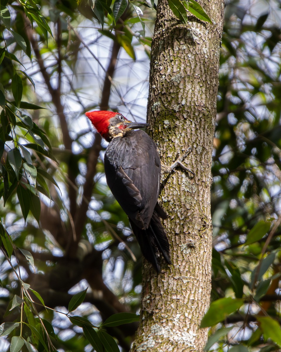 Lineated Woodpecker - ML644244937