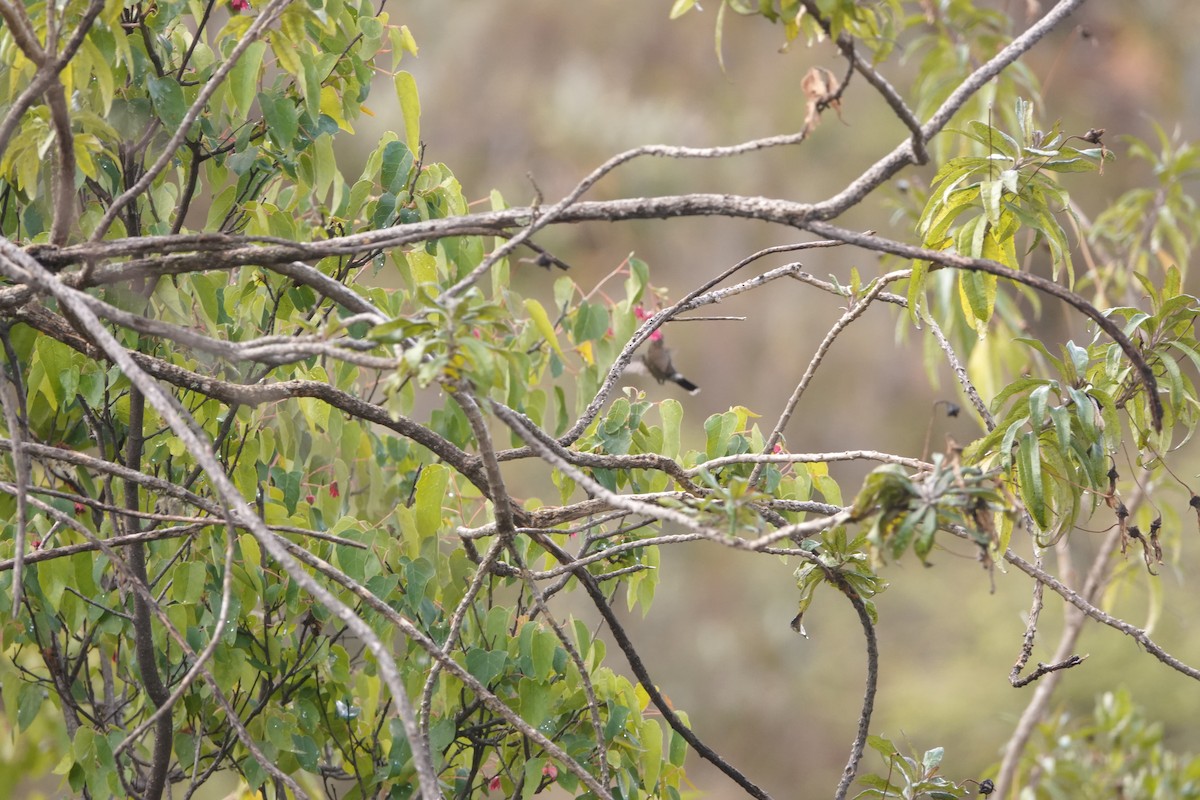 Mountain Velvetbreast - ML644244939